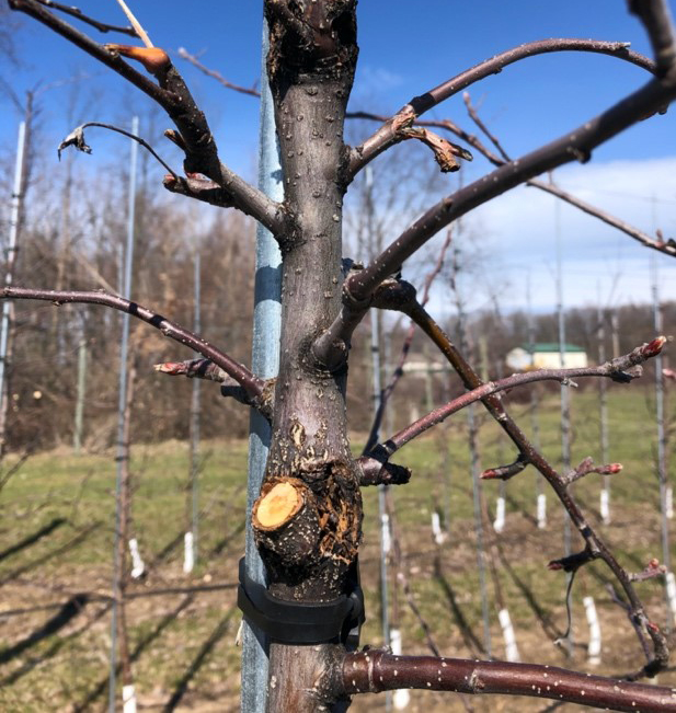 Fire blight canker on Gala apples